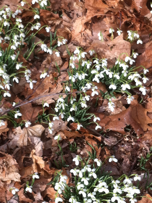 A bit of early Spring in the form of snowdrops peeping through a brown leaf blanket.