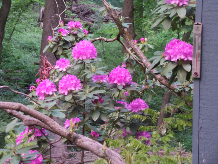 The old woody rhododendron is still blooming.